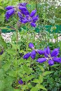 blå Blomst Campanula, Bellflower  bilde