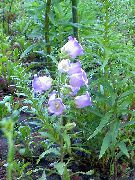 блакитний Квітка Дзвіночок Середньорослий (Campanula) фото