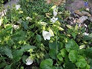 hvit Blomst Campanula, Italiensk Bellflower  bilde