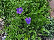 Campanula, Italyanca Bellflower mavi çiçek