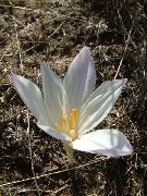 hvit Blomst Falsk Høst Krokus, Prangende Tidløs, Nakne Damer, Eng Safran (Colchicum) bilde