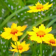Roczny Coreopsis żółty Kwiat