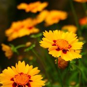 garden flowers orange Goldmane Tickseed   Coreopsis drummondii   photos, description, cultivation and planting, care and watering