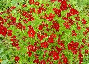 czerwony Kwiat Roczny Coreopsis (Coreopsis drummondii) zdjęcie