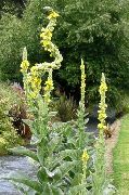 garden flowers yellow Ornamental Mullein, Verbascum Verbascum  photos, description, cultivation and planting, care and watering