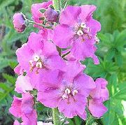 观赏性毛蕊花，毛蕊花 紫丁香 