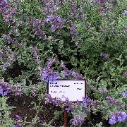 Cat Piparmētra purpurs Zieds