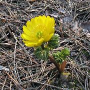 Amur Adonis keltainen Kukka