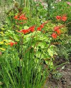 Crocosmia წითელი ყვავილების