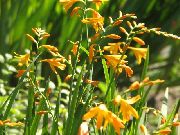garden flowers yellow Crocosmia Crocosmia  photos, description, cultivation and planting, care and watering
