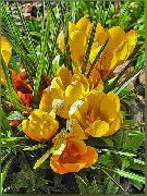 garden flowers yellow Early Crocus, Tommasini's Crocus, Snow Crocus, Tommies Crocus  photos, description, cultivation and planting, care and watering