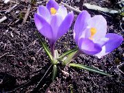 早期的藏红花，tommasini的藏红花，番红花雪，tommies 紫丁香 