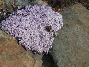Stonecress, Aethionema lilla Blomst