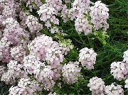 fehér Virág Stonecress, Aethionema  fénykép