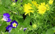 jaune Fleur Daisy Sommeil (Xanthisma) photo