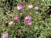 garden flowers pink Everlasting, Immortelle, Strawflower, Paper Daisy, Everlasting Daisy Xeranthemum  photos, description, cultivation and planting, care and watering