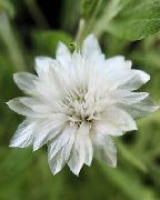baltas žiedas Amžina, Šiaudų Gėlė, Strawflower, Popieriaus Ramunės, Amžina Daisy (Xeranthemum) nuotrauka