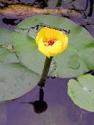 gelb Blume Südlichen Spatterdock, Gelb Teich Lilie, Gelbe Kuh Lilie (Nuphar) foto