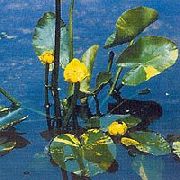 sárga Virág Dél Spatterdock, Sárga Tó Liliom, Sárga Tehén Liliom (Nuphar) fénykép