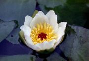 білий Квітка Латаття (Водяна Лілія) (Nymphaea) фото