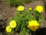 Adonis Sibirica sárga Virág