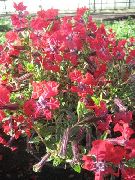 sarkans Zieds Kufejas (Cuphea) foto