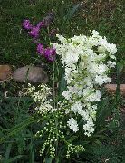 λευκό λουλούδι Σπειραία, Dropwort (Filipendula) φωτογραφία