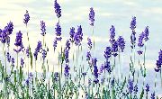 blå Blomma Lavendel (Lavandula) foto