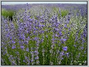 Lavender ღია ლურჯი ყვავილების