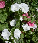 hvid Blomst Årlige Katost, Steg Katost, Kongelige Katost, Regal Katost (Lavatera trimestris) foto