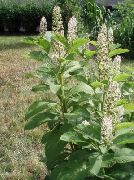 бял Цвете Американската Плевелен, Inkberry, Pidgeonberry (Phytolacca americana) снимка