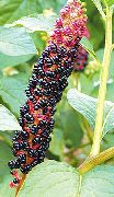svartur Blóm American Pokeweed, Inkberry, Pidgeonberry (Phytolacca americana) mynd