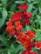κόκκινος λουλούδι Wallflower, Cheiranthus  φωτογραφία
