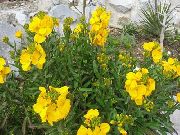 жълт Цвете Многогодишен Шибой, Cheiranthus  снимка