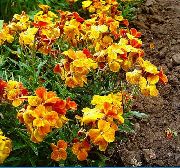 pomarańczowy Kwiat Cheiri Erysimum (Heyrantus) (Cheiranthus) zdjęcie