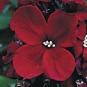 Wallflower, Cheiranthus burgundy Cvet