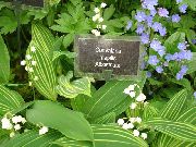 bijela Cvijet Đurđevak, Mogu Zvona, Gospine Suze (Convallaria) foto