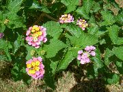 pembe çiçek Lantana  fotoğraf