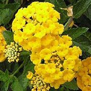 žlutý Květina Lantana  fotografie