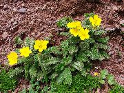 dzeltens Zieds Cinquefoil (Potentilla) foto