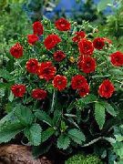 rouge Fleur Potentille (Potentilla) photo