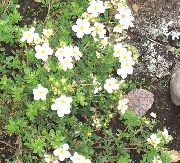 beyaz çiçek Beşparmakotu (Potentilla) fotoğraf