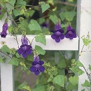 Hermanamiento Boca De Dragón, Gloxinia Rastrero púrpura Flor