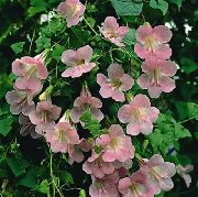 rožnat Cvet Zazankanje Snapdragon, Plazeče Gloxinia (Asarina) fotografija