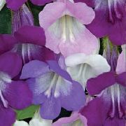 Zazankanje Snapdragon, Plazeče Gloxinia lila Cvet