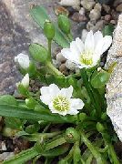 თეთრი ყვავილების Lewisia, Cliff მოახლეებს, Siskiyou Lewisia, Siskiyou Bitterroot  ფოტო