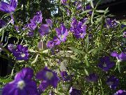 violetti Kukka Venus Kuvastin (Legousia speculum-veneris) kuva