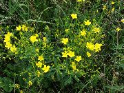 żółty Kwiat Długie Lniane (Linum) zdjęcie