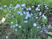 Linum Yıllık açık mavi çiçek