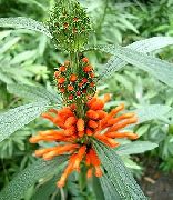 Leonotis pomarańczowy Kwiat